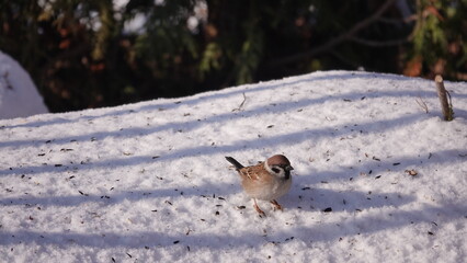 Ptaki w okresie zimowym w terenie wiejskim. Dokarmianie ptaków zimą. © tomo81