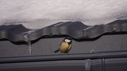 Ptaki w okresie zimowym w terenie wiejskim. Dokarmianie ptaków zimą. © tomo81