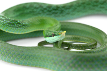 snake isolated on white background