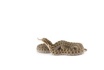 snake isolated on white background