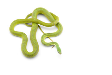 snake isolated on white background