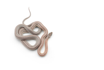 snake isolated on white background