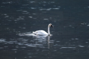 Obraz premium A lone swan gracefully glides across a calm, reflective body of water. The serene scene captures the beauty and elegance of the bird