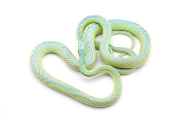 snake isolated on white background