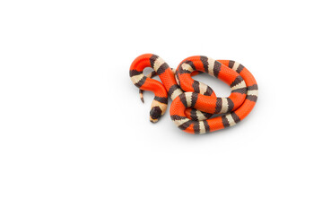 snake isolated on white background