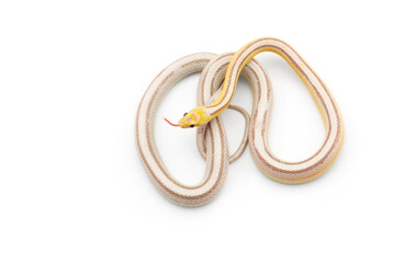 snake isolated on white background