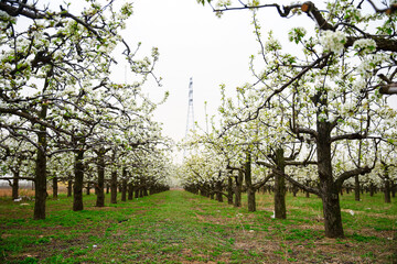 Fototapeta premium Blooming pear flower, very beautiful