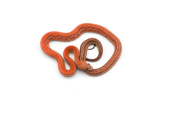 snake isolated on white background