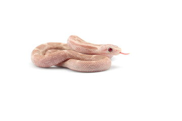 snake isolated on white background