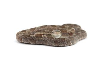 snake isolated on white background