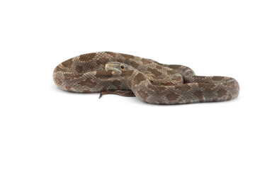 snake isolated on white background