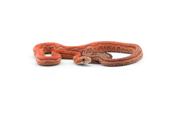 snake isolated on white background