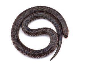 snake isolated on white background