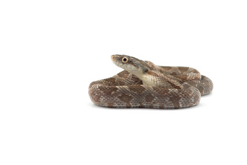 snake isolated on white background