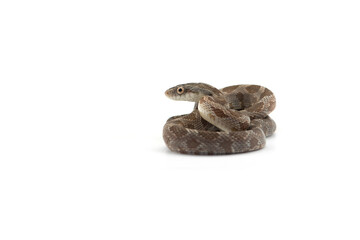 snake isolated on white background