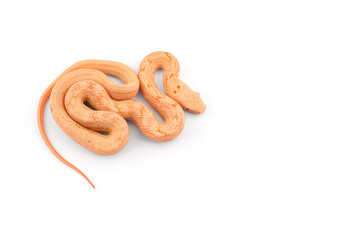 snake isolated on white background