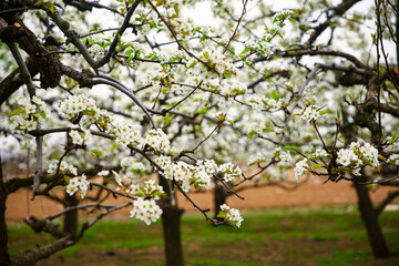Fototapeta premium Blooming pear flower, very beautiful