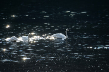 Three swans gracefully glide along the surface of a lake, with sunlight shimmering on the water. The scene is serene and tranquil. © dfriend150