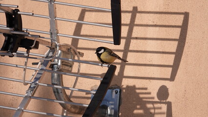 Sikorka siedząca na antenie telewizyjnej © tomo81