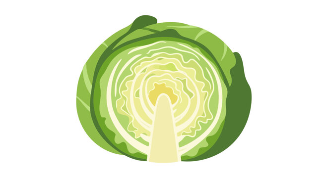 Half of a cabbage
