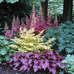Obraz premium Heuchera and Astilbe plants display vibrant colors lush garden setting, creating beautiful contrast with their foliage. combination of pink, yellow, and deep red hues adds visual interest to
