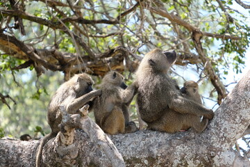 Obraz premium Monkey in Serengeti