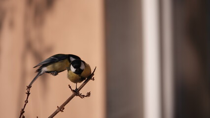 Sikorki, ptaki siedzące w gąszczu krzewów w okresie zimowym. © tomo81
