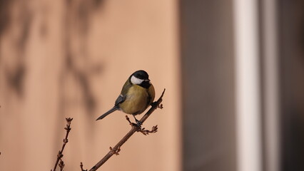 Sikorki, ptaki siedzące w gąszczu krzewów w okresie zimowym. © tomo81