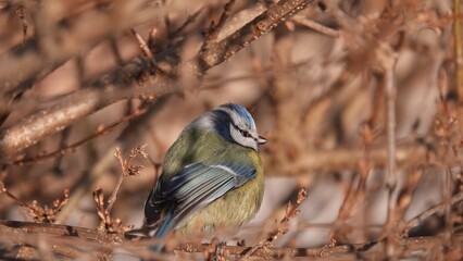 Sikorki, ptaki siedzące w gąszczu krzewów w okresie zimowym. © tomo81