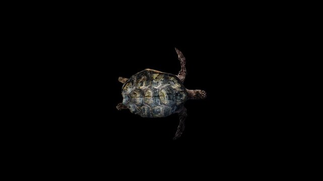 3D Reptile turtle swim loop top shell view on black screen, 4k tortoise, Cooters aquatic animal dive isolated on premultiplied with black and white matte, perfect for digital composition
