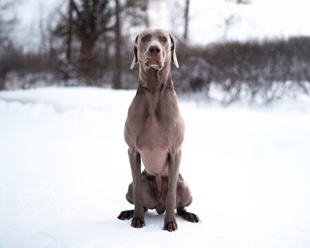 Grey Weimaraner dog sitting in the snow