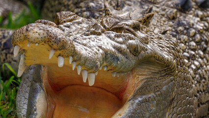 Obraz premium Closeup of a crocodile with opened mouth.