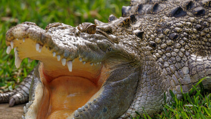 Fototapeta premium Closeup of a crocodile with opened mouth.