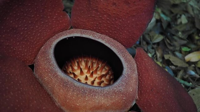 Rafflesia kerrii this flowering plant has the largest flowers in the world and is found in Khao Sok, Surat Thani Province.	