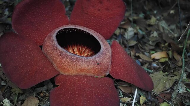 Rafflesia kerrii this flowering plant has the largest flowers in the world and is found in Khao Sok, Surat Thani Province.	