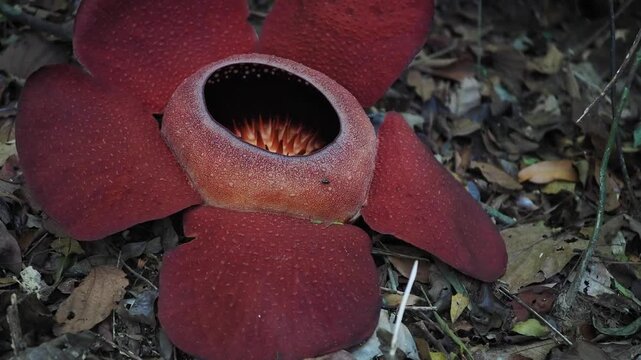 Rafflesia kerrii this flowering plant has the largest flowers in the world and is found in Khao Sok, Surat Thani Province.	