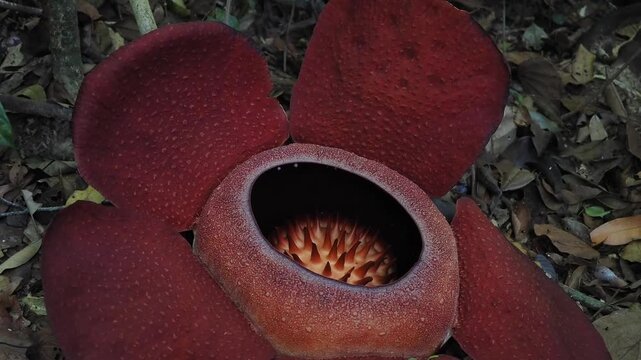 Rafflesia kerrii this flowering plant has the largest flowers in the world and is found in Khao Sok, Surat Thani Province.	