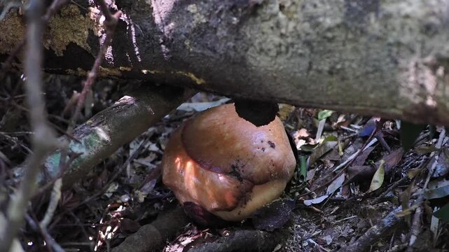 Rafflesia kerrii this flowering plant has the largest flowers in the world and is found in Khao Sok, Surat Thani Province.	