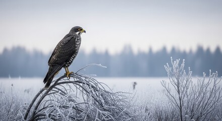 Fototapeta premium A majestic dark falcon with piercing yellow eyes perches on frosted branches, surveying a serene winter landscape amidst icy bushes and a misty forest.