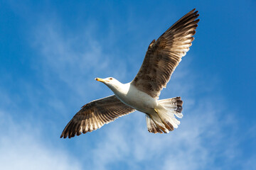 Obraz premium Sea gull in blue sky