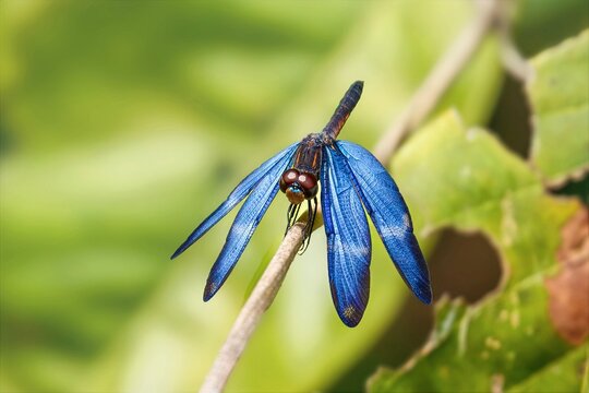 Rainforest bluewing dragonfly perched in Peruvian Amazon