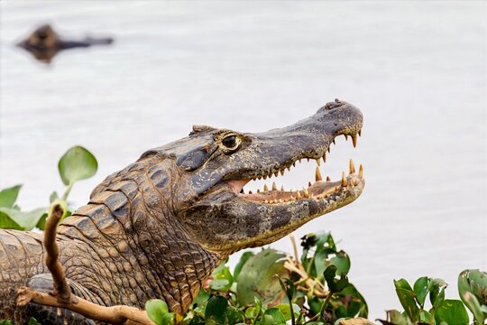 Yacare caiman basking in Pantanal wetland, Brazil