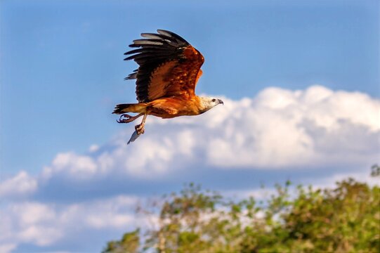 Black-collared hawk carrying fish in Pantanal, Brazil