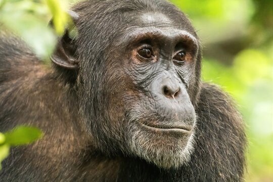 Common chimpanzee portrait in Kibale National Park, Uganda