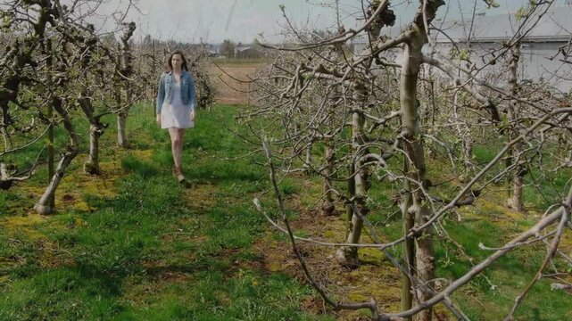 Woman walking orchard row, glancing right, touching branches as animated tags showing farm health