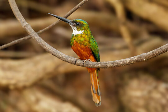 Rufous-tailed jacamar perched on branch in Brazil