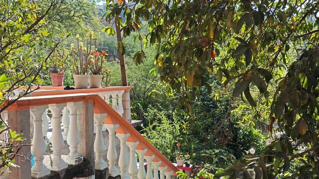 Outdoor staircase with cement balusters in a tropical garden with soursop and mandarin trees.