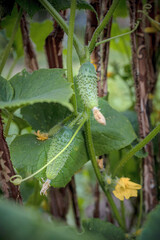 Cucumber growing in greenhouse, close-up. Green cucumbers growing in vegetable garden.