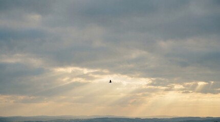 Fototapeta premium silhouette of a bird flying