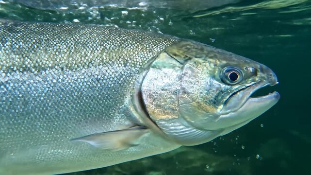 An immersive underwater view reveals the intricate details of a silvery fish, its operculum gently moving, creating subtle water disturbances in its